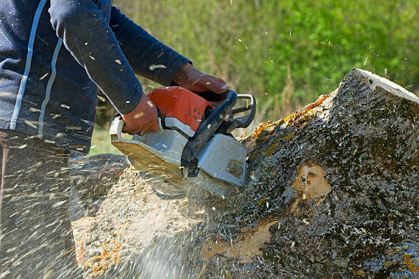 Tree Branch Trimming in Druid Hills, GA